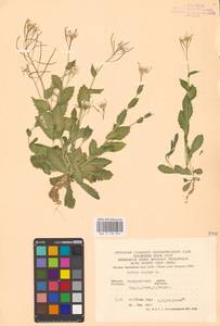 Arabis alpina L., Eastern Europe, West Ukrainian region (E13) (Ukraine)