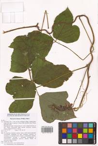 Pueraria montana var. lobata (Willd.) Maesen & S.M.Almeida ex Sanjappa & Predeep, Siberia, Russian Far East (S6) (Russia)