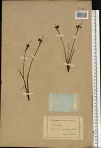 Sisyrinchium montanum Greene, Eastern Europe, Moscow region (E4a) (Russia)