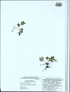 Potentilla heptaphylla L., Eastern Europe, Central region (E4) (Russia)