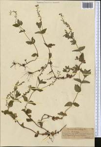Veronica chamaedrys L., Middle Asia, Northern & Central Tian Shan (M4) (Kazakhstan)