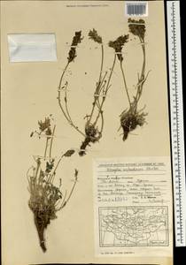 Astragalus laxmannii subsp. laxmannii, Mongolia (MONG) (Mongolia)