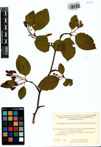 Alnus alnobetula subsp. fruticosa (Rupr.) Raus, Siberia, Baikal & Transbaikal region (S4) (Russia)