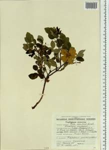 Rosa acicularis Lindl., Siberia, Chukotka & Kamchatka (S7) (Russia)