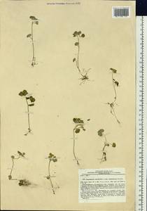 Chrysosplenium alternifolium L., Siberia, Chukotka & Kamchatka (S7) (Russia)