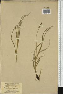Carex divulsa Stokes, Western Europe (EUR) (Poland)