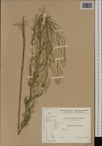 Descurainia sophia (L.) Webb ex Prantl, Western Europe (EUR) (Denmark)