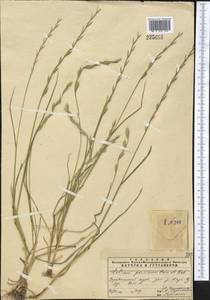 Lolium persicum Boiss. & Hohen., Middle Asia, Pamir & Pamiro-Alai (M2) (Uzbekistan)