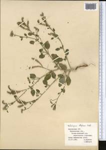 Heliotropium ellipticum Ledeb., Middle Asia, Muyunkumy, Balkhash & Betpak-Dala (M9) (Kyrgyzstan)