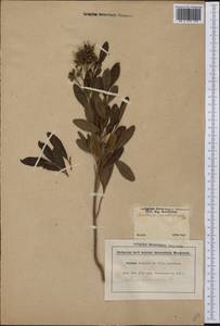 Escallonia bifida Link & Otto ex Engl., America (AMER) (Brazil)