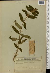 Gentiana cruciata L., Caucasus, Azerbaijan (K6) (Azerbaijan)