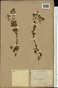 Potentilla supina L., Eastern Europe, North Ukrainian region (E11) (Ukraine)