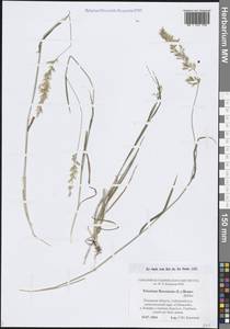 Trisetum flavescens (L.) P.Beauv., Eastern Europe, North-Western region (E2) (Russia)