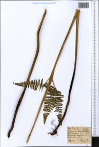 Pteridium aquilinum (L.) Kuhn, Africa (AFR) (Ethiopia)