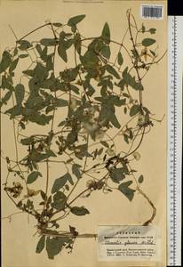 Clematis glauca Willd., Siberia, Altai & Sayany Mountains (S2) (Russia)