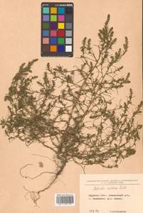 Salsola collina Pall., Siberia, Russian Far East (S6) (Russia)