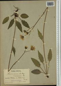 Hieracium caesium subsp. caesiomurorum (Lindeb.) Zahn, Western Europe (EUR) (Sweden)