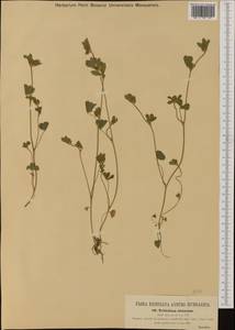 Trifolium striatum L., Western Europe (EUR) (Hungary)
