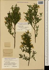 Chrysojasminum fruticans (L.) Banfi, Crimea (KRYM) (Russia)