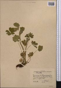 Potentilla chrysantha subsp. chrysantha, Middle Asia, Western Tian Shan & Karatau (M3) (Uzbekistan)