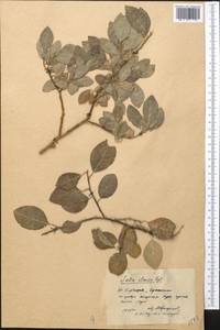 Salix iliensis Regel, Middle Asia, Pamir & Pamiro-Alai (M2) (Kyrgyzstan)