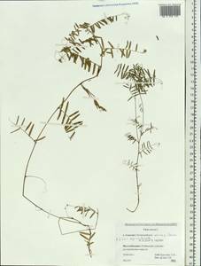 Vicia cracca L., Siberia, Russian Far East (S6) (Russia)