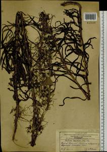 Lactuca indica L., Siberia, Russian Far East (S6) (Russia)