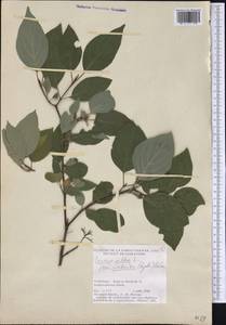 Cornus sericea L., America (AMER) (Canada)