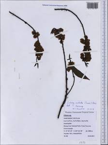 Litsea cubeba (Lour.) Pers., South Asia, South Asia (Asia outside ex-Soviet states and Mongolia) (ASIA) (Vietnam)
