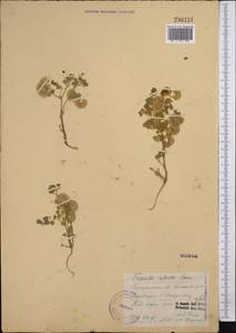 Medicago radiata L., Middle Asia, Western Tian Shan & Karatau (M3) (Tajikistan)