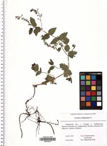 Veronica chamaedrys L., Eastern Europe, Middle Volga region (E8) (Russia)