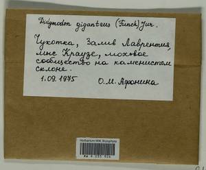 Geheebia gigantea (Funck) Boulay, Bryophytes, Bryophytes - Chukotka & Kamchatka (B21) (Russia)