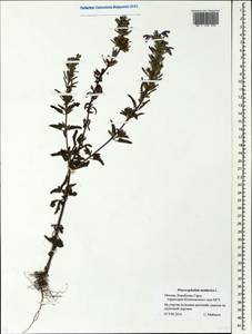 Dracocephalum moldavica L., Eastern Europe, Moscow region (E4a) (Russia)