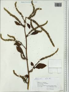 Amaranthus hybridus L., Western Europe (EUR) (Spain)