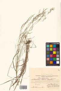 Poa palustris L., Siberia, Russian Far East (S6) (Russia)