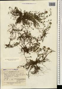 Thymus daghestanicus Klokov & Des.-Shost., Caucasus, Stavropol Krai, Karachay-Cherkessia & Kabardino-Balkaria (K1b) (Russia)