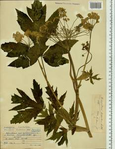 Heracleum dissectum Ledeb., Siberia, Russian Far East (S6) (Russia)