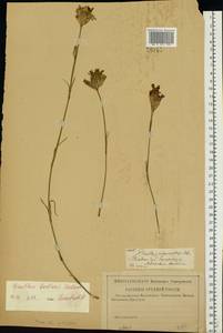 Dianthus borbasii, Eastern Europe, Volga-Kama region (E7) (Russia)