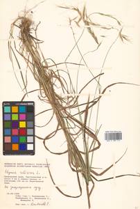 Elymus sibiricus L., Siberia, Russian Far East (S6) (Russia)