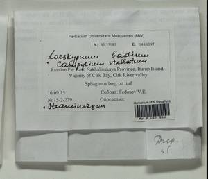 Loeskypnum badium (Hartm.) H.K.G. Paul, Bryophytes, Bryophytes - Russian Far East (excl. Chukotka & Kamchatka) (B20) (Russia)