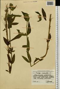 Stachys palustris L., Siberia, Western Siberia (S1) (Russia)