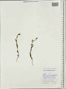 Picris pauciflora Willd., Caucasus, Krasnodar Krai & Adygea (K1a) (Russia)