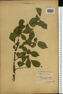 Ulmus minor subsp. minor, Eastern Europe, Western region (E3) (Russia)