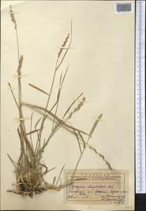 Elymus repens subsp. elongatiformis (Drobow) Melderis, Middle Asia, Pamir & Pamiro-Alai (M2) (Turkmenistan)