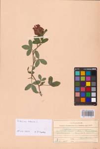 Trifolium medium L., Eastern Europe, West Ukrainian region (E13) (Ukraine)