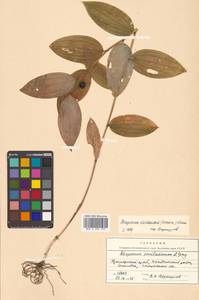 Disporum viridescens (Maxim.) Nakai, Siberia, Russian Far East (S6) (Russia)
