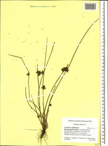 Schoenoplectiella supina (L.) Lye, Caucasus, Krasnodar Krai & Adygea (K1a) (Russia)