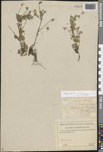 Viola arvensis Murray, Eastern Europe, Middle Volga region (E8) (Russia)