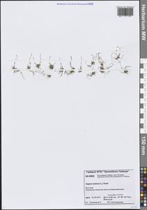 Sagina nodosa (L.) Fenzl, Siberia, Central Siberia (S3) (Russia)