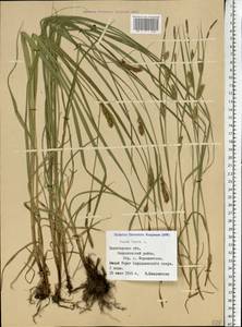 Carex hirta L., Eastern Europe, Northern region (E1) (Russia)